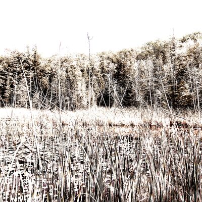 underbrush